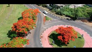 Flamboyant Tree  Delonix regia  Royal Poinciana  Mauritius [upl. by Fillender]