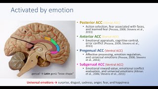 Anterior Cingulate Cortex and Emotion [upl. by Aihsar]