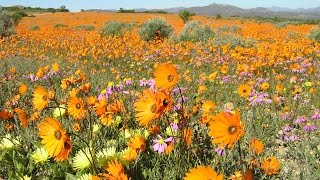 Namaqualand The flowering desert  South Africa [upl. by Nagyam]