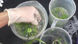 Plant tissue culture  Acclimatization [upl. by Eugenides]