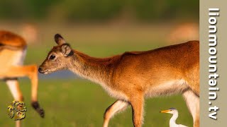 Okavango Delta Wildlife [upl. by Inait]