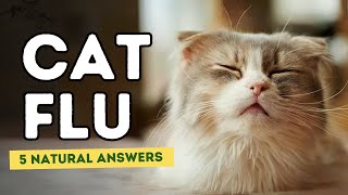 Cat Flu 5 Natural Answers [upl. by Payson801]