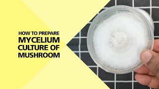 How to Prepare Mycelium Culture of Mushroom Part 24 [upl. by Kieffer]