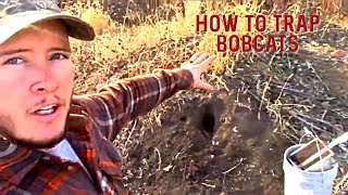 Bobcat Trapping Easiest Way To Catch Bobcats [upl. by Egarton]