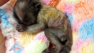 Newborn Baby Marmoset Monkey 1 Day Old Mono Marmoset Recien Nacido Bebe [upl. by Neill]