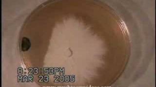 mycellium vs mold  agar  time lapse [upl. by Capp]