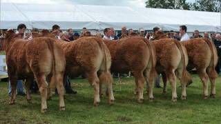 Irish Limousin Cattle  Irelands Number One AI Beef Breed [upl. by Claus]