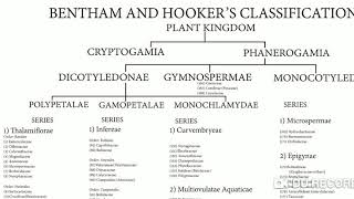 BENTHON AND HOOKER SYSTEM OF CLASSIFICATION OUTLINE [upl. by Dnalloh812]