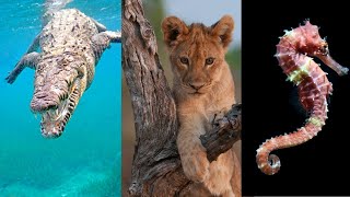 Animales ovíparos vivíparos y ovovivíparos Explicación y EJEMPLOS🐊🦁🦈 [upl. by Llehcram]