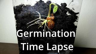 Germination Of A Seed Time Lapse [upl. by Yartnoed303]