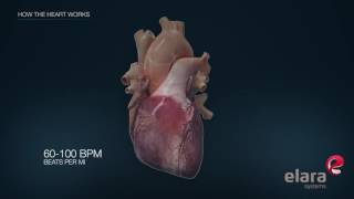 Heart in 3D Animation How the Heart Works [upl. by Osi365]