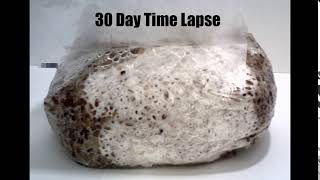 30 Day 5Grain Spawn Bag Time Lapse [upl. by Albarran]