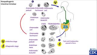 Entamoeba coli and other nonpathogenic life cycles [upl. by Auehsoj]