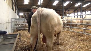 Cockerington Poll Charolais Cows Winter [upl. by Adlog]