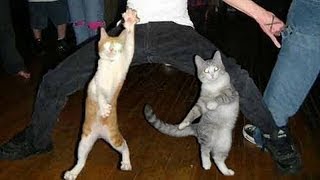 Funny dancing cats and dogs  Cute animal compilation [upl. by Errised]