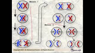 Introduction to Cytogenetics [upl. by Idolem]