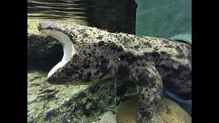 Largest Amphibian in the World  Giant Salamander [upl. by Ahsiet]