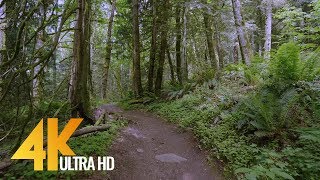 4K Virtual Forest Walk  5 Hours Walking in the Woods Grand Ridge Trail Issaquah WA [upl. by Giltzow736]