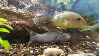 Geophagus Alto Sinu at Aquadisiac Sydney [upl. by Wallraff493]