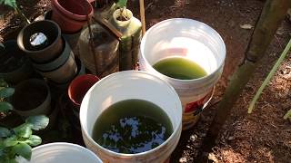 How to grow Green Water Algae [upl. by Ysiad61]