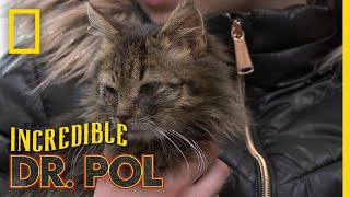 A Cat With the Common Cold  The Incredible Dr Pol [upl. by Riannon]