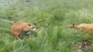 Cattle shot by armed forces in Co Monaghan [upl. by Bikales]