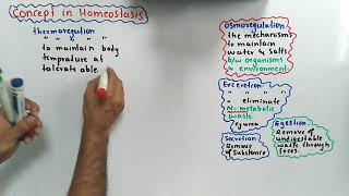 Introduction Of Homeostasis Class 12 Biology [upl. by Ailsun431]