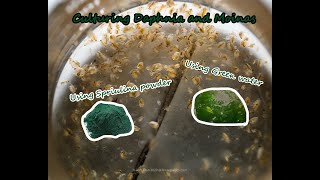 How To Culture Daphnia and Moinas using Green Water Spirulina powder [upl. by Munster]