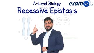 Recessive Epistasis  ALevel Biology [upl. by Alvis]