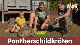 Pantherschildkröte  Stigmochelys pardalis Geochelone  Reptil TV [upl. by Teerprah295]