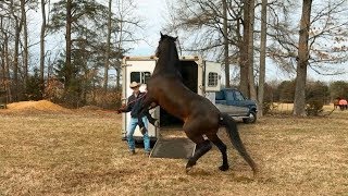 3 Steps to Teaching your Horse to Load on a Trailer [upl. by Lamoureux]