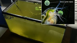 Raising Daphnia for the Freshwater Aquarium [upl. by Skylar]