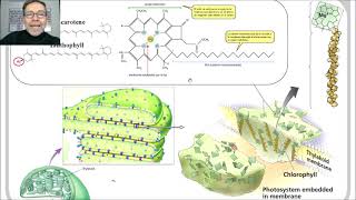Fotosíntesis Pigmentos fotosintéticos y fotoexcitación V53 [upl. by Mauri]