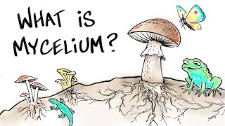 What is Mushroom Mycelium [upl. by Yuht993]