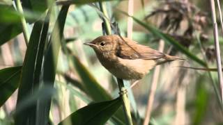 Reed Warbler Bird Call Bird Song [upl. by Hyacinth45]