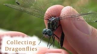 How to Collect Dragonflies [upl. by Herta]