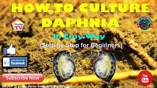 HOW TO CULTURE DAPHNIA In Easy Way [upl. by Siuoleoj]