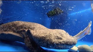 Feeding Time for Critically Endangered Chinese Giant Salamanders [upl. by Hctim244]