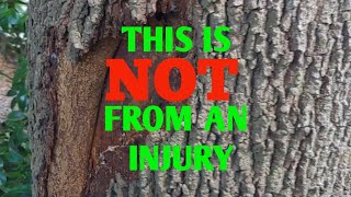 Why your Bark is peeling of your tree [upl. by Trebleda]