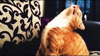 😸 SNEEZING CATS 😹 FUNNY COMPILATION [upl. by Nnahaid]