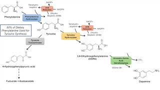 Catecholamine Biosynthesis Pathway [upl. by Mochun35]